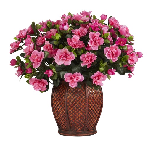 Бородинка - купить свежие цветочки в Тирасполе