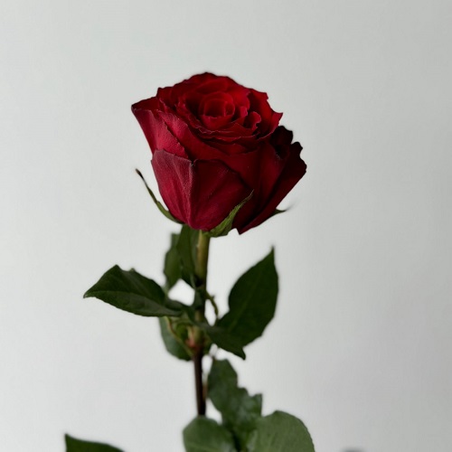 Букет красных роз - Доставка цветов в Тирасполе от  500 рублей ПМР