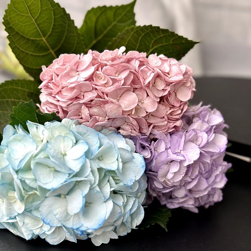 Цветы с доставкой в Тирасполь и Бендеры - Лучшая цена на свежие цветы в Приднестровье