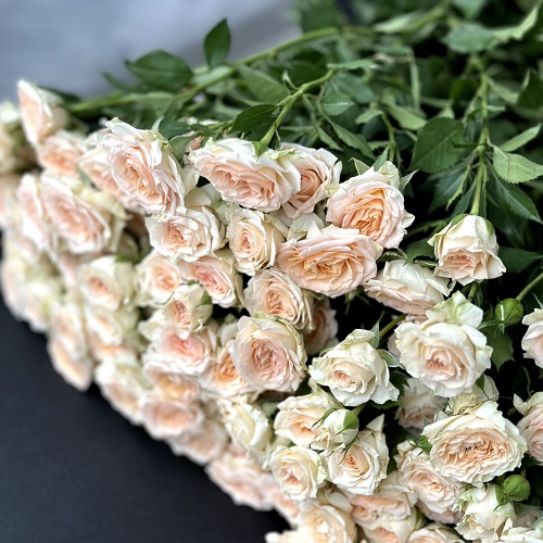 Flowers shop PMR - Элегантные Розы