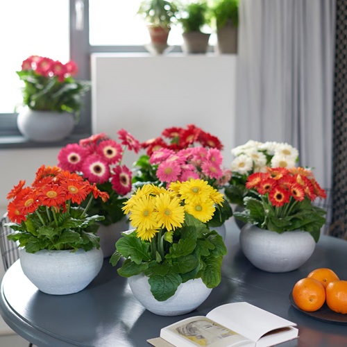 Живые цветы купить в Тирасполе - для дома и офиса. Яркие и красивые композиции.
