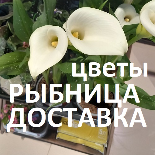 Алые цветочки Рыбница: Составление и доставка свежих букетов на праздник по Рыбнице и Рыбницкому району в ПМР