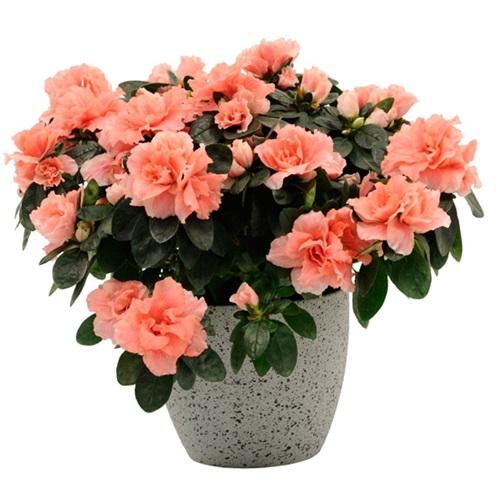 Цветочные подарки - купить в Тирасполе комнатные растения. Яркие и красивые цветы. От Орхидеи до гузмании.