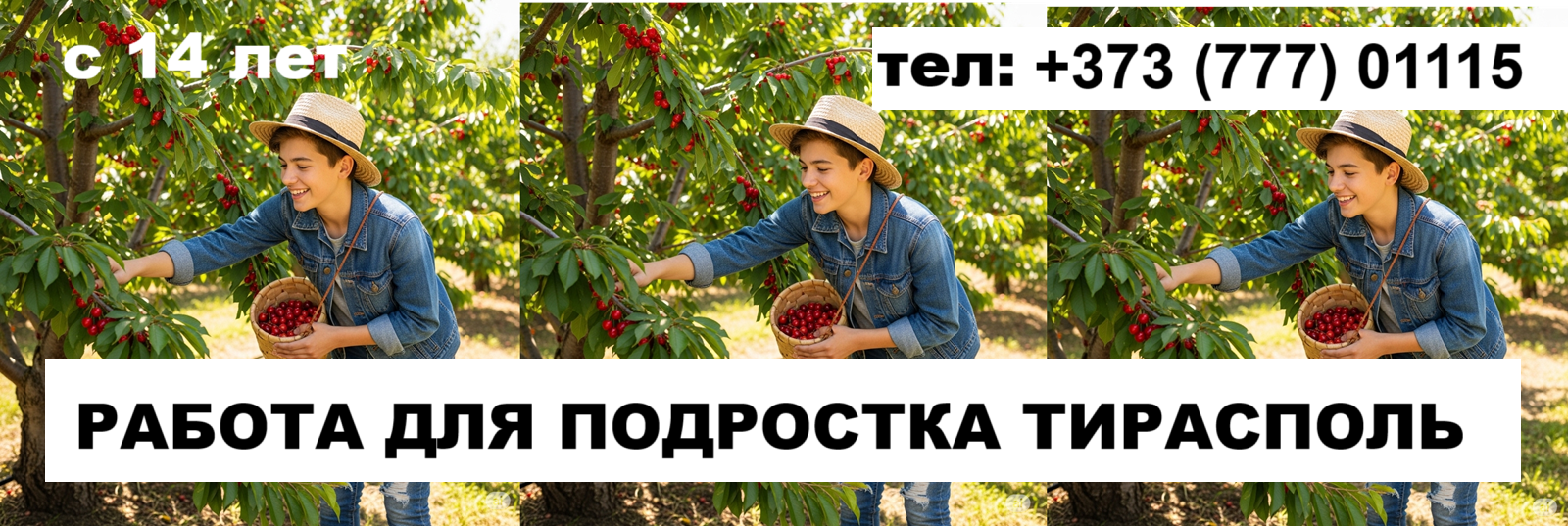 Тирасполь: Сбор черешни | Летняя подработка для подростков +373(777)-01-115