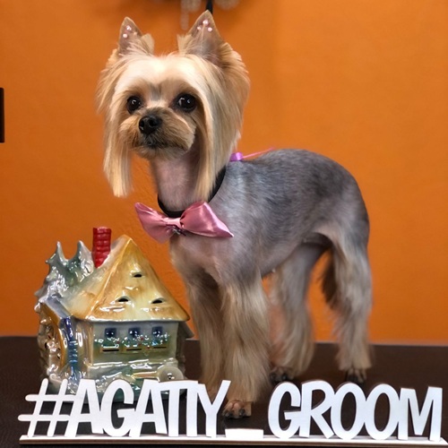 Стрижка собак. Груминг салон agatiy groom