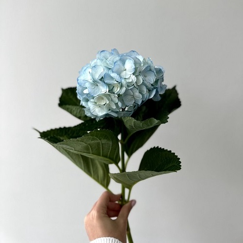 Голубая гортензия купить в Тирасполе - Доставка цветов в Тирасполе от  рублей ПМР