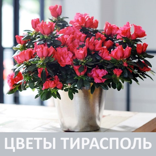 Натуральные и свежие цветы Тирасполь - купить на Бородинке с доставкой.